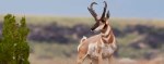 California’s Pleistocene Megafauna and the Role of Climate Change in ...